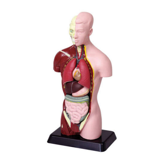 Torso 7-delig 27 cm hoog